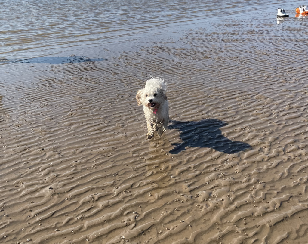 Dog on a beach