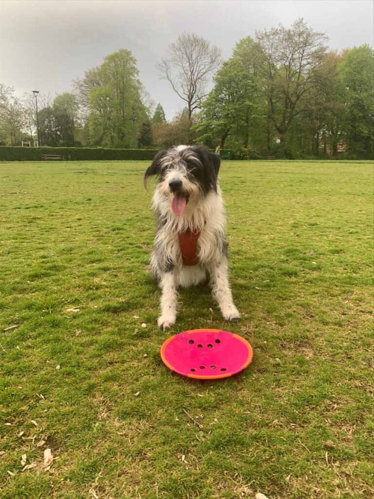 Dog playing frisbee